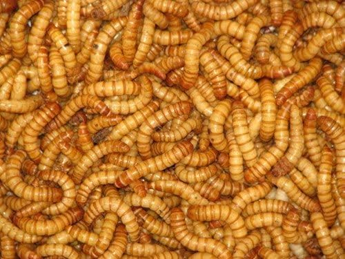 Essex Reptile Livefood - Live Standard Mealworms (20-30mm) - 50g Postage Tub - Feeder Insects for Reptiles and Birds - Letterboxable