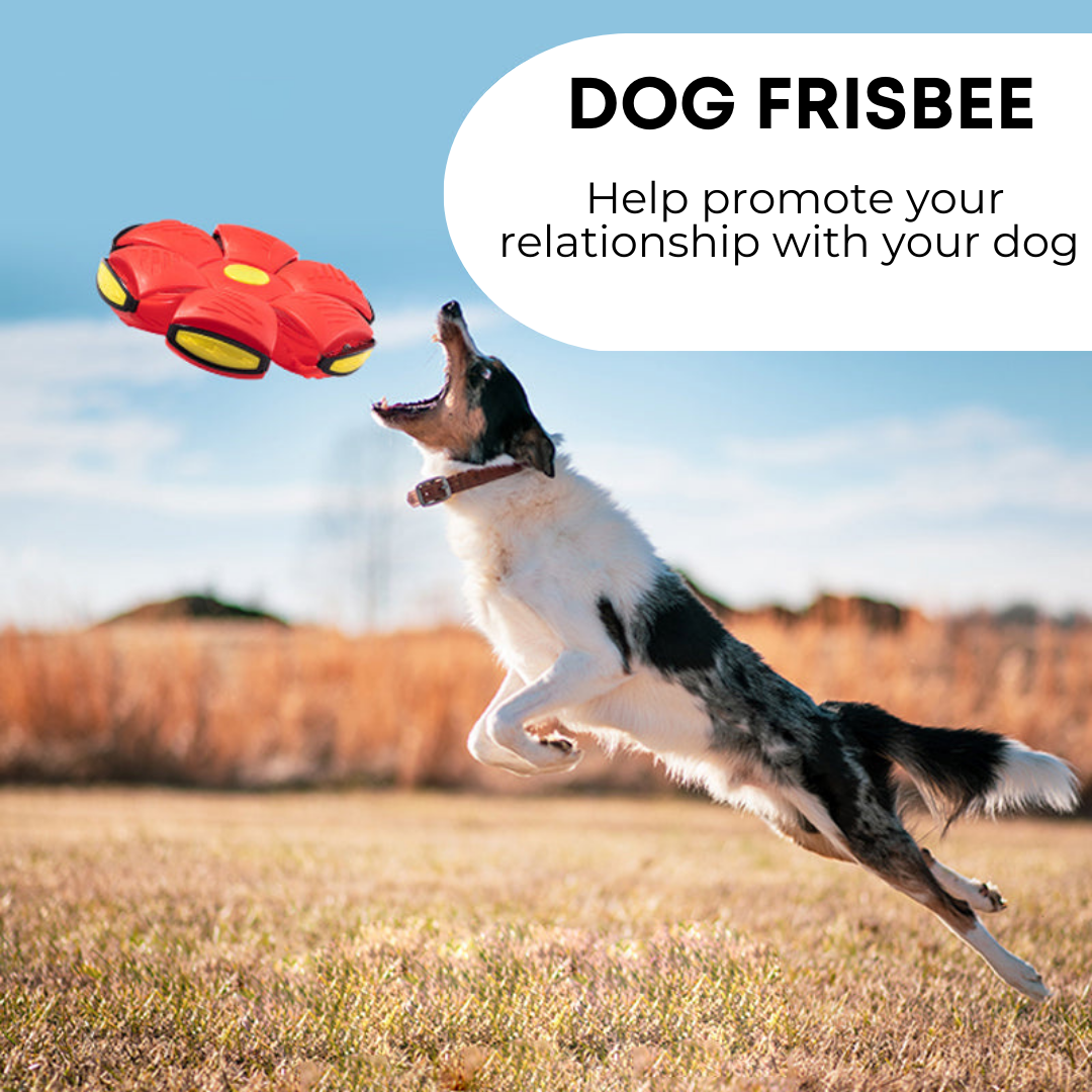 Dog Frisbee  "led"